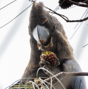 Calyptorhynchus lathami at Hackett, ACT - 18 Oct 2022