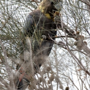 Calyptorhynchus lathami lathami at Hackett, ACT - suppressed