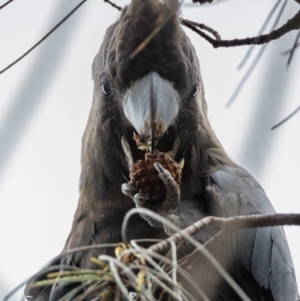 Calyptorhynchus lathami lathami at Hackett, ACT - suppressed