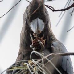 Calyptorhynchus lathami at Hackett, ACT - 18 Oct 2022