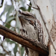 Podargus strigoides (Tawny Frogmouth) at Hughes Grassy Woodland - 18 Oct 2022 by LisaH