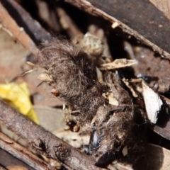 Podargus strigoides at Hughes, ACT - 18 Oct 2022