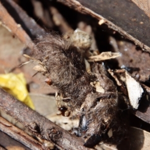 Podargus strigoides at Hughes, ACT - 18 Oct 2022