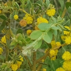 Acacia brachybotrya (Grey Mulga, Grey Wattle) by MPW