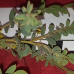 Acacia brachybotrya at suppressed - 18 Oct 2022