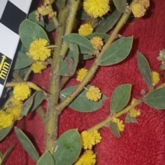 Acacia brachybotrya at suppressed - suppressed