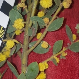 Acacia brachybotrya at suppressed - suppressed