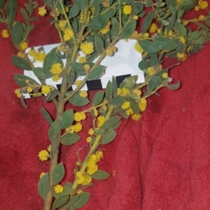 Acacia brachybotrya at suppressed - suppressed