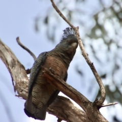 Callocephalon fimbriatum (Gang-gang Cockatoo) at Hughes Grassy Woodland - 18 Oct 2022 by LisaH