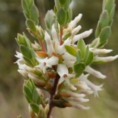 Brachyloma daphnoides (Daphne Heath) at Stromlo, ACT - 18 Oct 2022 by RobG1