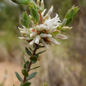 Brachyloma daphnoides at Stromlo, ACT - 18 Oct 2022