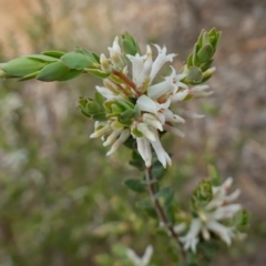 Brachyloma daphnoides at Stromlo, ACT - 18 Oct 2022