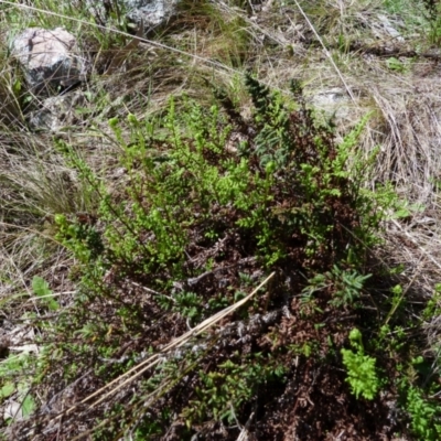 Cheilanthes sieberi subsp. sieberi (Mulga Rock Fern) at Molonglo Valley, ACT - 9 Oct 2022 by HughCo