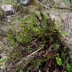 Cheilanthes sieberi subsp. sieberi (Narrow Rock Fern) at Molonglo Valley, ACT - 9 Oct 2022 by HughCo