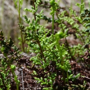 Cheilanthes sieberi subsp. sieberi at Molonglo Valley, ACT - 9 Oct 2022