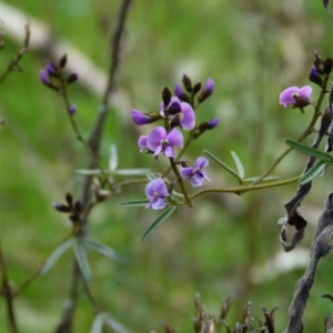 Glycine clandestina at Molonglo Valley, ACT - 9 Oct 2022 11:45 AM