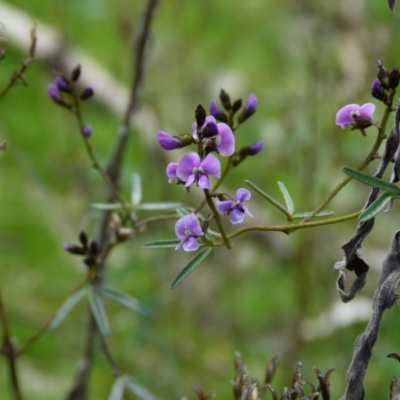 Glycine clandestina (Twining Glycine) at Molonglo Valley, ACT - 9 Oct 2022 by HughCo