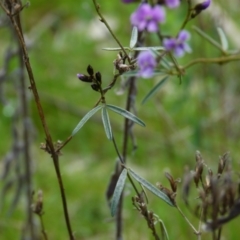 Glycine clandestina at Molonglo Valley, ACT - 9 Oct 2022 11:45 AM