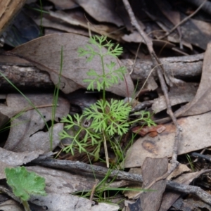 Daucus glochidiatus at Molonglo Valley, ACT - 9 Oct 2022