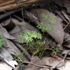 Daucus glochidiatus at Molonglo Valley, ACT - 9 Oct 2022