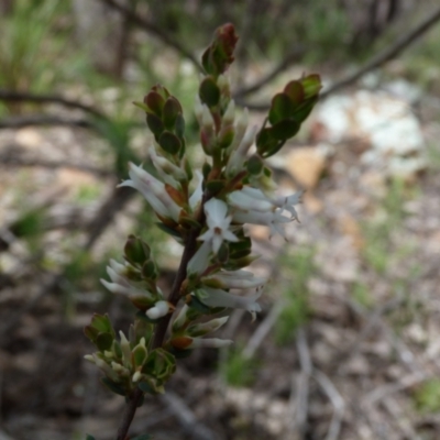 Brachyloma daphnoides (Daphne Heath) at Block 402 - 9 Oct 2022 by HughCo