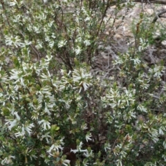 Brachyloma daphnoides at Molonglo Valley, ACT - 9 Oct 2022