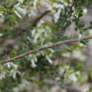 Brachyloma daphnoides at Molonglo Valley, ACT - 9 Oct 2022