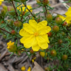 Hibbertia calycina (Lesser Guinea-flower) at Block 402 - 18 Oct 2022 by RobG1