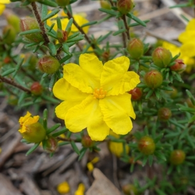 Hibbertia calycina (Lesser Guinea-flower) at Block 402 - 18 Oct 2022 by RobG1