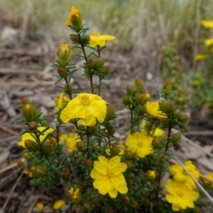 Hibbertia calycina at Stromlo, ACT - 18 Oct 2022