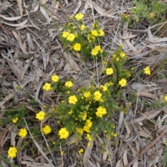 Hibbertia calycina at Stromlo, ACT - 18 Oct 2022