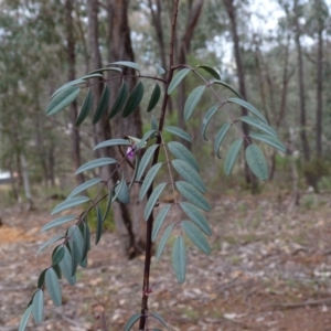 Indigofera australis subsp. australis at Molonglo Valley, ACT - 9 Oct 2022