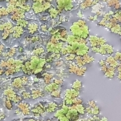 Azolla filiculoides (Water Fern) at Watson, ACT - 18 Oct 2022 by MAX