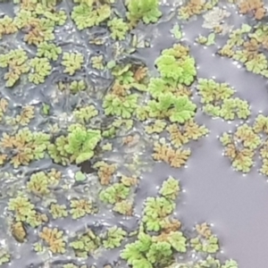 Azolla rubra at Watson, ACT - 18 Oct 2022