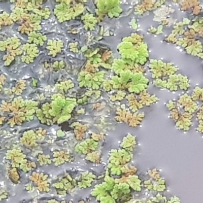 Azolla filiculoides (Water Fern) at Watson, ACT - 18 Oct 2022 by MAX