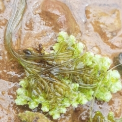 Azolla rubra at Watson, ACT - 18 Oct 2022