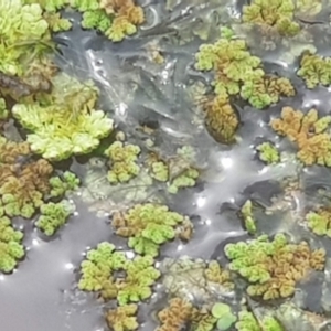 Azolla rubra at Watson, ACT - 18 Oct 2022