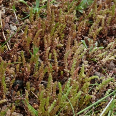 Crassula sieberiana (Austral Stonecrop) at Molonglo Valley, ACT - 9 Oct 2022 by HughCo