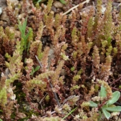 Crassula sieberiana at Molonglo Valley, ACT - 9 Oct 2022 12:12 PM