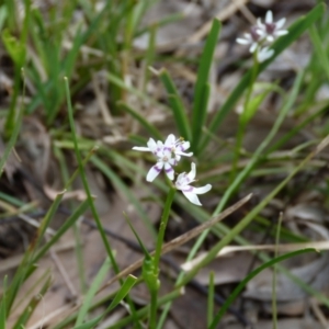 Wurmbea dioica subsp. dioica at Stromlo, ACT - 9 Oct 2022 12:24 PM