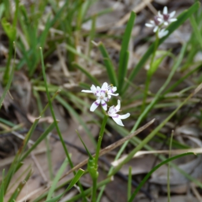 Wurmbea dioica subsp. dioica (Early Nancy) at Piney Ridge - 9 Oct 2022 by HughCo