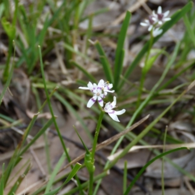 Wurmbea dioica subsp. dioica (Early Nancy) at Block 402 - 9 Oct 2022 by HughCo