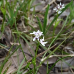 Wurmbea dioica subsp. dioica (Early Nancy) at Stromlo, ACT - 9 Oct 2022 by HughCo