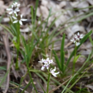 Wurmbea dioica subsp. dioica at Stromlo, ACT - 9 Oct 2022 12:24 PM