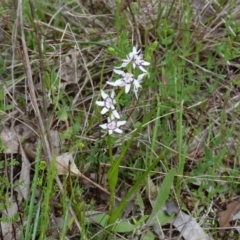 Wurmbea dioica subsp. dioica at Stromlo, ACT - 9 Oct 2022 12:24 PM