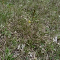 Bulbine bulbosa (Golden Lily, Bulbine Lily) at Stromlo, ACT - 9 Oct 2022 by HughCo