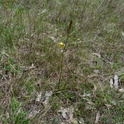Bulbine bulbosa (Golden Lily) at Stromlo, ACT - 9 Oct 2022 by HughCo