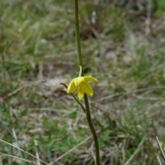 Bulbine bulbosa at Stromlo, ACT - 9 Oct 2022