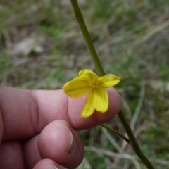 Bulbine bulbosa at Stromlo, ACT - 9 Oct 2022