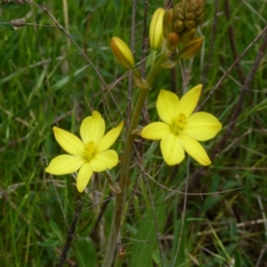 Bulbine bulbosa at Stromlo, ACT - 9 Oct 2022